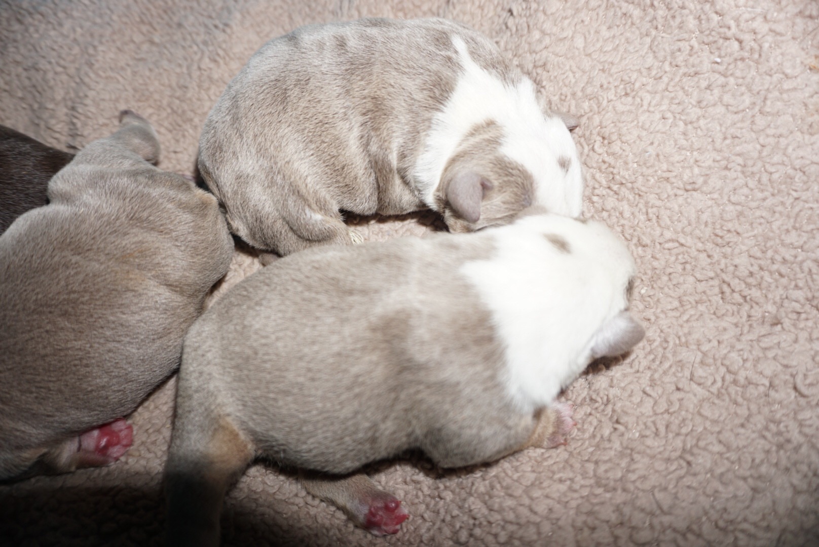 tri english bulldog puppies